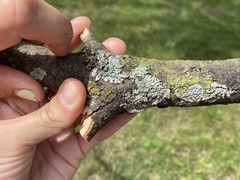 Lecanoromycetidae