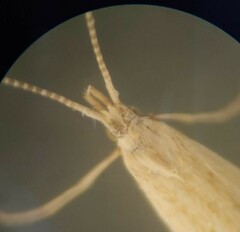 Ypsolopha sp-sw