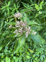 Eutrochium purpureum