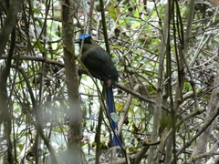 Momotus aequatorialis