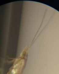 Ypsolopha sp-sw