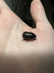 Euetheola