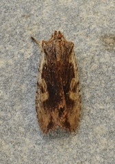 Lithophane hemina
