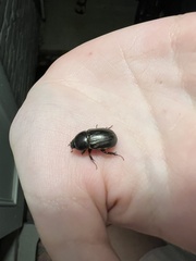 Euetheola