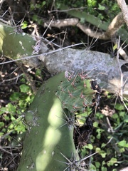 Acanthocereus tetragonus