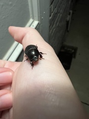 Euetheola