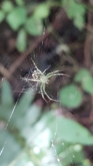 Mangora