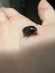 Euetheola