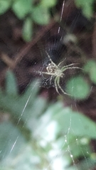 Mangora