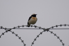 Oenanthe melanoleuca