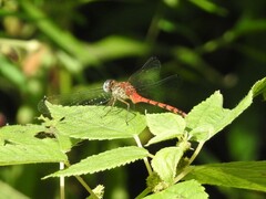 Sympetrum ambiguum