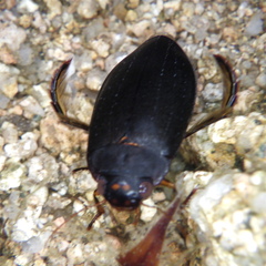 Meladema lepidoptera