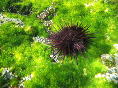 Mesocentrotus franciscanus