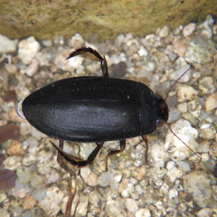 Meladema lepidoptera