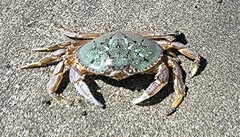 Metacarcinus magister