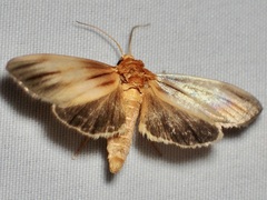 Eulithosia plesioglauca