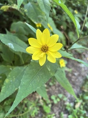 Helianthus divaricatus