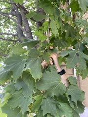 Acer saccharum