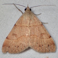 Hemeroplanis incusalis