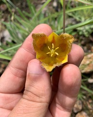 Calochortus barbatus