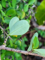 Erythroxylum cumanense