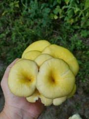 Pleurotus citrinopileatus