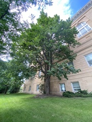 Acer saccharum