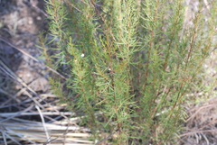 Artemisia dracunculus