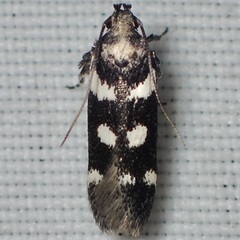 Filatima arizonella