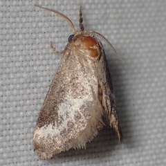 Cryptophobetron oropeso