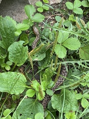 Thamnophis sirtalis pallidulus