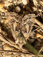 Agrotis vestigialis
