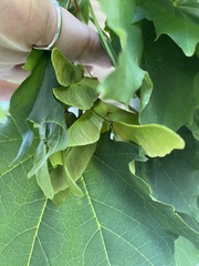 Acer saccharum