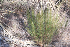 Artemisia dracunculus
