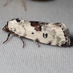 Ponometia tripartita