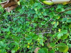 Erythroxylum cumanense