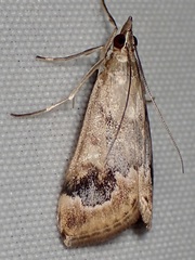 Loxostege typhonalis
