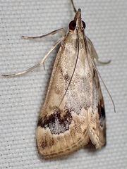 Loxostege typhonalis