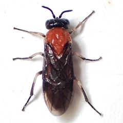 Argidae