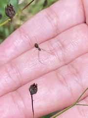 Frontinella pyramitela