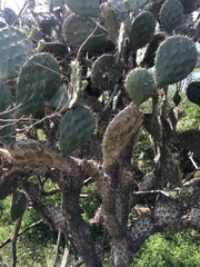 Opuntia