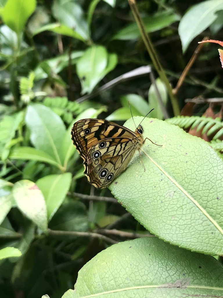 small tawny wall
