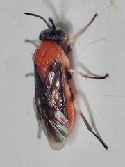 Argidae