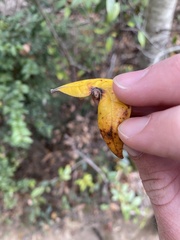 Dryocosmus juliae
