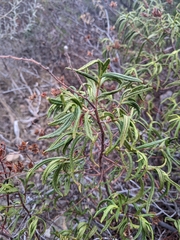Cistus monspeliensis