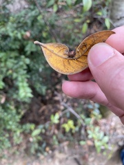 Dryocosmus juliae