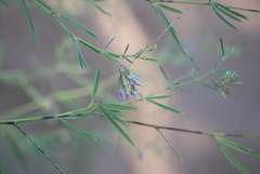 Pediomelum linearifolium