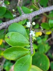 Erythroxylum cumanense