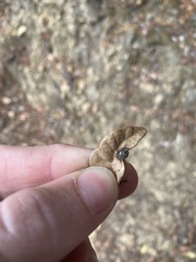 Dryocosmus juliae