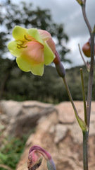 Prochnyanthes mexicana